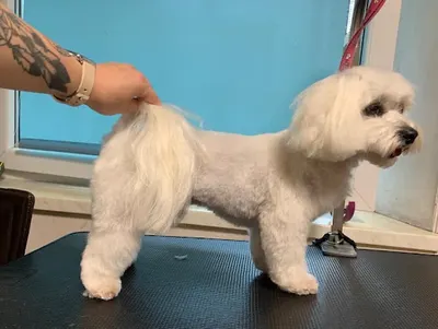 Salon pielęgnacji Zwierząt Domowych Katarzyna Wójcik